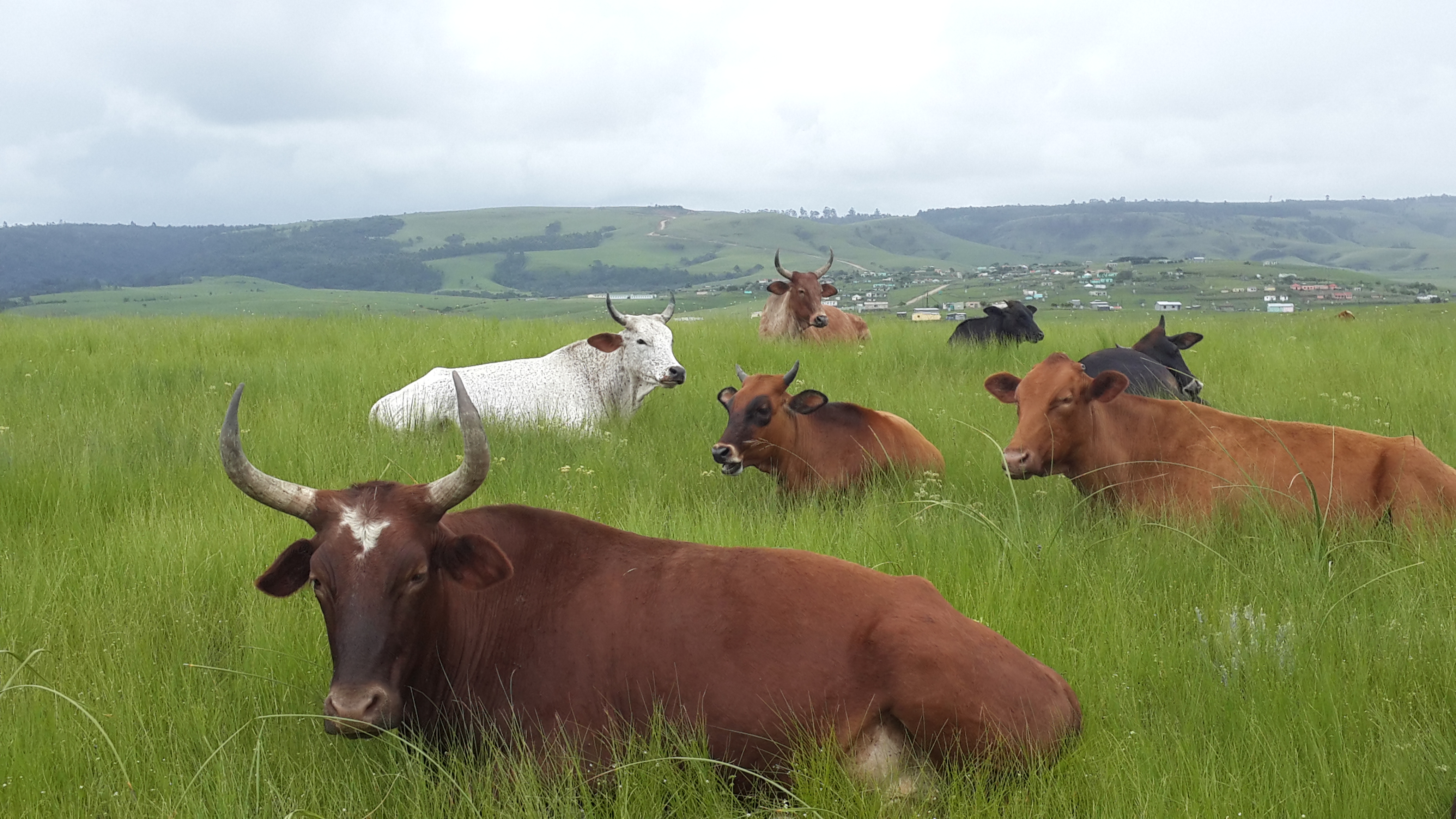 Cows in Pondoland
